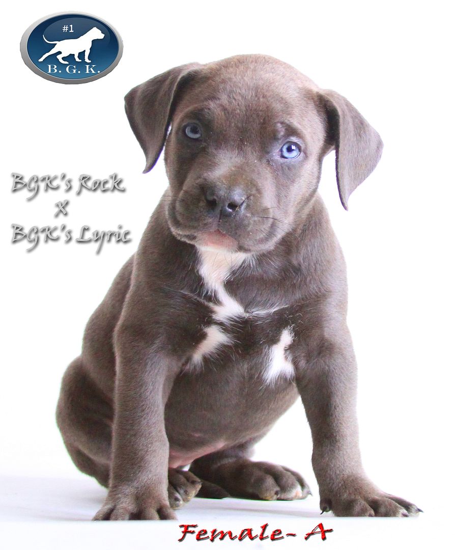 Big Gemini Bully Pitbulls, Blue pitbull Pitbull breeders Pitbull kennels American Pitbull